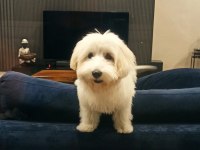 İZMİR MALTESE KÖPEĞİMİZ