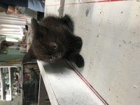 47 günlük yavru kedi