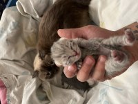 Yavru scottish fold kedisi