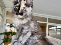 XL Mainecoon Yavruları
