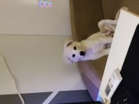 Samoyed Kırması