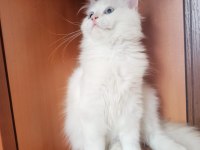 BRİTİSH LONGHAİR ERKEK