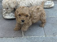 MİNİ BOY MALTİPO YAVRULARI