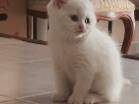 British shorthair yavru kedimiz