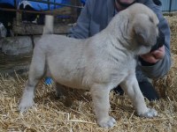 DEV GİBİ KÖPEKLER ARIYORSAN DOĞRU YERDESIN