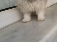 Chinchilla yavru kedimiz