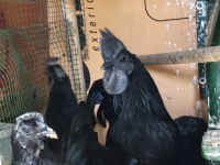 Ayam Cemali