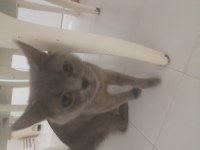 Kedi sahiplendirmek