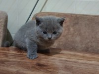 2 aylık british shorthair yavru