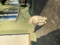 2.5 yaşında çok sakin kısır ve çipli british shorthair