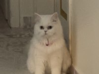 Dişi chinchilla 11 aylık