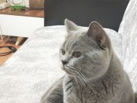 Oğlusuma gelin adayı arıyorum british shorthair