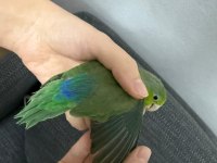 2 Yaşında Dişi Forpus Papağanı