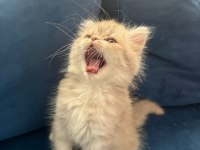 Yavru British longhair Erkek