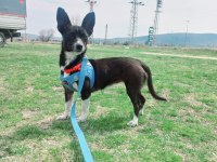 Eğitimli oyuncul pinscher