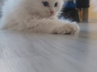 Pamuk şeker iran kedisi yeni sahibini bekliyor