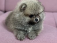 Pomeranian boo