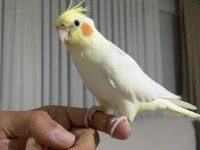 Konuşan Erkek Lutino Sultan Papağanı Bebek
