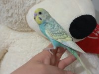 Muhabbet kuşu yeni yeme düşmüş bebek kuşlar