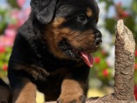 Heybetli Üst Kalite Rottweiler Yavrular