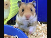 ISIRMA YAPMAYAN YAVRU HAMSTER EN UYGUN BİZDE