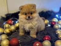 Orijinal pomeranian boo bebeğimiz