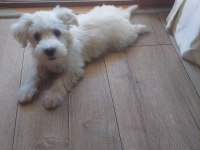 3,5 aylık Erkek Maltipoo
