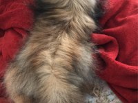 Pomeranian 4 buçuk aylık dişi yavru