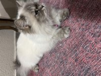 British longhair kedimize yeni yuva arıyoruz