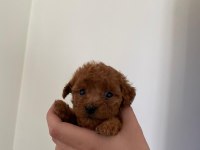 16 Kasım doğumlu toy poodle