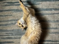Tüm Aşıları TAM British Shorthair