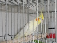 3 yaşında damızlık erkek sultan papağanı