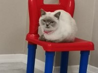 Kedimiz miayı sahiplendireceğiz