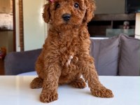 Dişi Erkek Poodle