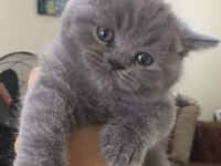 British shorthair (erkek)