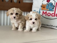 Tea cup kore maltipoo yavrular ziyarete açık