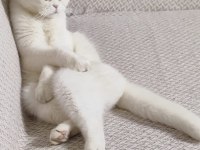 Acil sahiplendirilecek dişi scottish fold