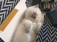Ücretsiz british shorthair kedimiz