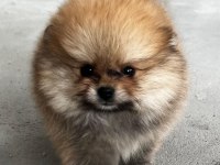 Kendi yetistirdigim köpeğimin pomeranian yavruları