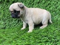 PUG MOPS MUHTEŞEM GÜZELLER