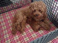 Sahibinden Toy Poodle Köpeği
