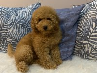 Minyatür Poodle Orijinal