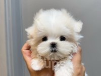 Micro boy morkie bebekler ev ortamı (uygun)