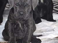 CANE CORSO FCI KIF A SCRLİ GRANT TÜRKİYE ŞAMPİYONU YAVRULARI