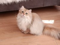 British longhair lilak golden erkek sevimli cana yakın