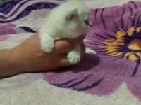 Scottish fold 2 aylık yavrular
