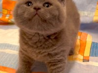 Blue British Shorthair Yavrularımız