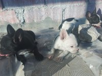 FRENCH BULLDOG YAVRULARIMIZA YUVA ARIYORUZ