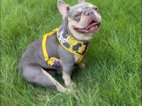 LİLAC TAN QUAD ERKEK FRENCH BULLDOG