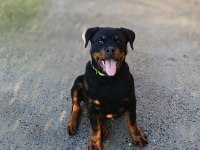 4 aylık dişi rottweiler